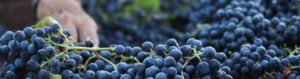 Vendemmia 2017: mai così scarsa dal 1947