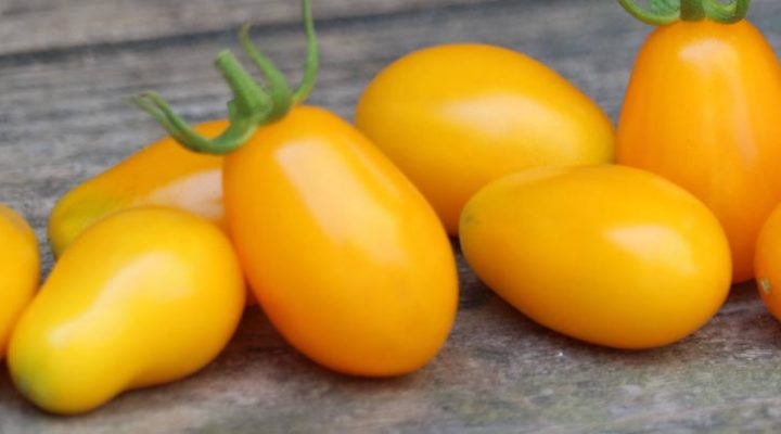 Pomodorino giallo l’oro del Vesuvio: vogliamo conoscerlo alla perfezione