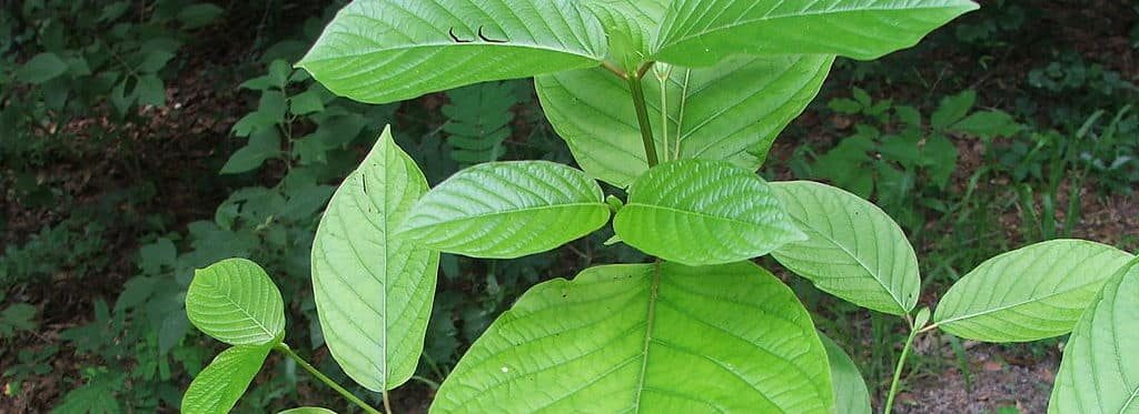Moringa: la pianta miracolosa e tutti i suoi effetti benefici