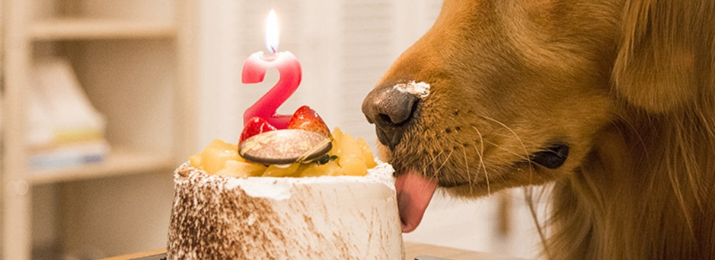 Torta di compleanno per cani alla frutta - Birthday cake for fruit dogs -  Sfizi a 4 zampe 🐾🐾 