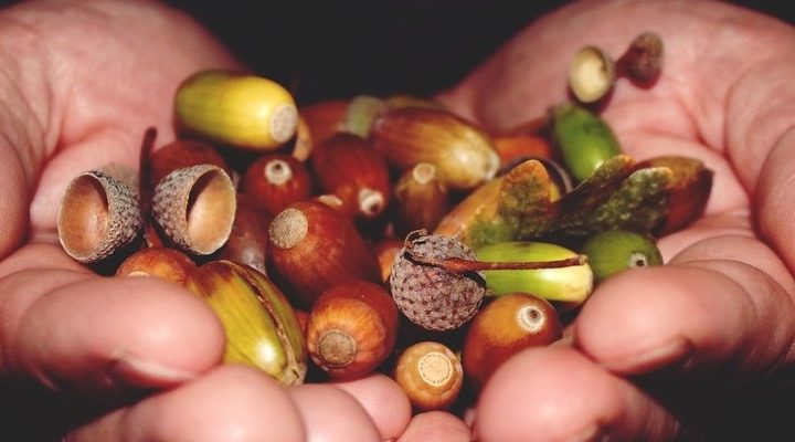 Ghiande in cucina: un trend che ama la natura e che ci piace un sacco
