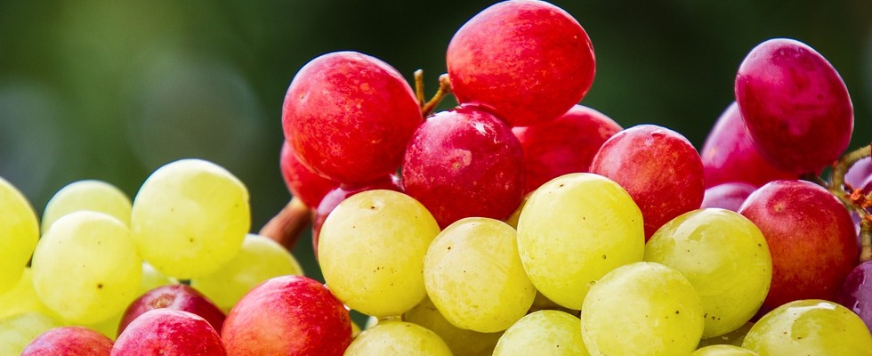 Uva: guida completa sull’uva da tavola e l’uva da vino