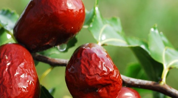 Giuggiole: origini, proprietà e modi di dire
