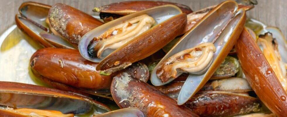 Datteri di mare: i molluschi più pregiati e proibiti