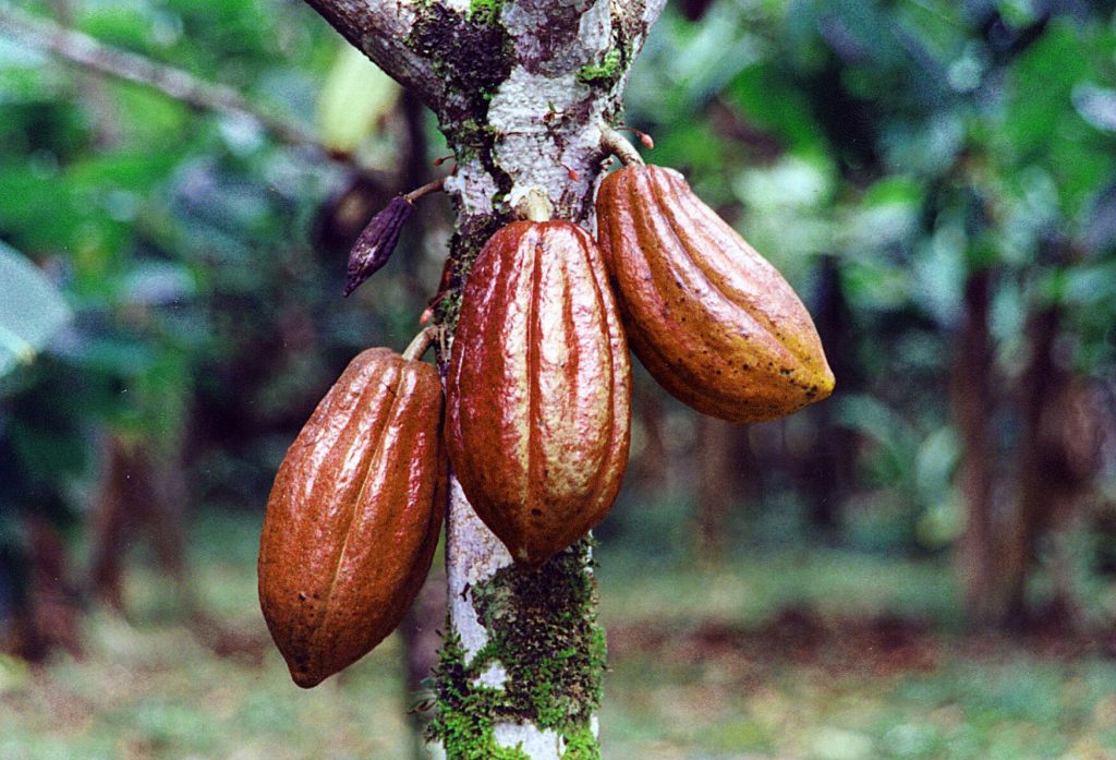cacao-pianta