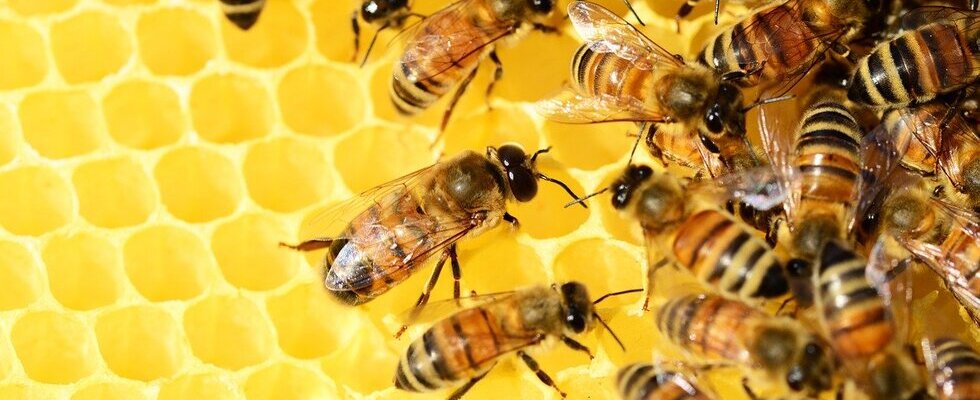 Chi ha detto che le api producono solo miele? Ecco tutti i loro deliziosi prodotti