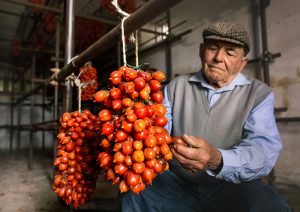 Pomodorini-del-Piennolo-del-Vesuvio-coltivazione