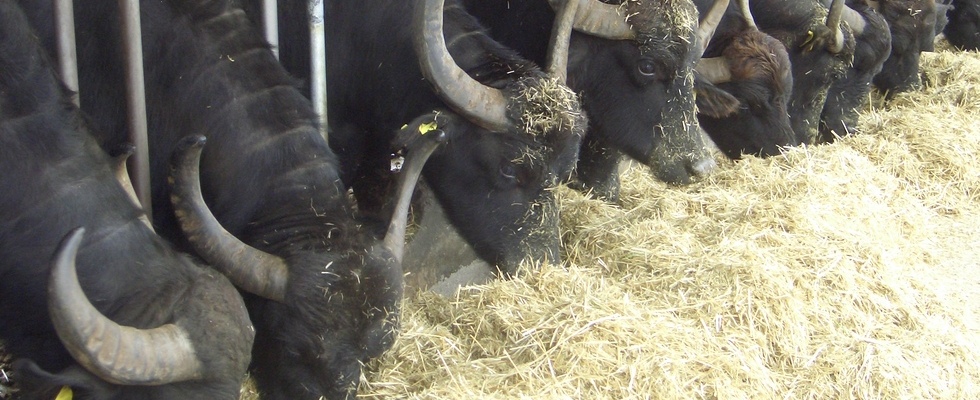 Brucellosi delle bufale in Campania: cosa sta succedendo veramente?