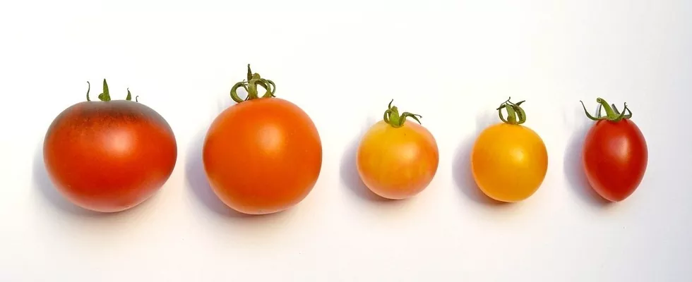 Tipi di pomodori: tutte le varietà italiane