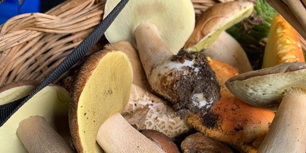 Varietà di funghi: i più famosi e come cucinarli