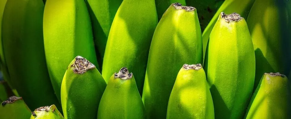 Farina di banane, la nuova alternativa senza glutine