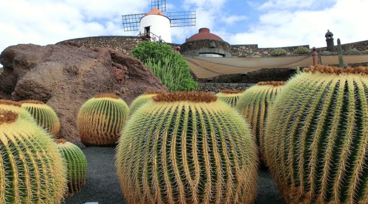 Vini di Lanzarote: le cantine più famose dell’isola