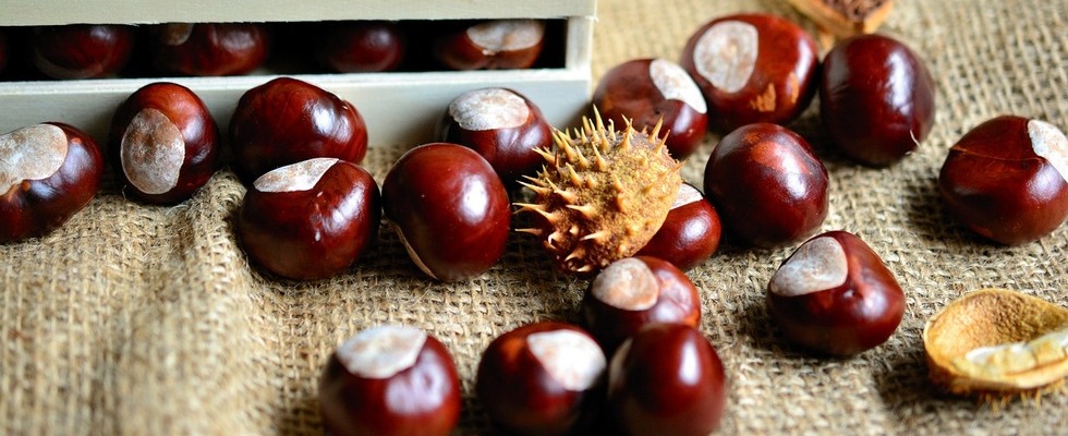 Castagne matte: sai cosa sono? Te lo diciamo noi