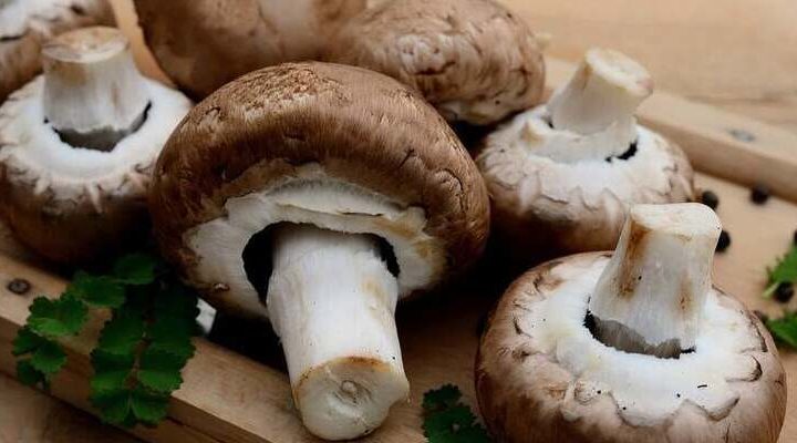 Funghi commestibili: sono tanti e tutti da scoprire