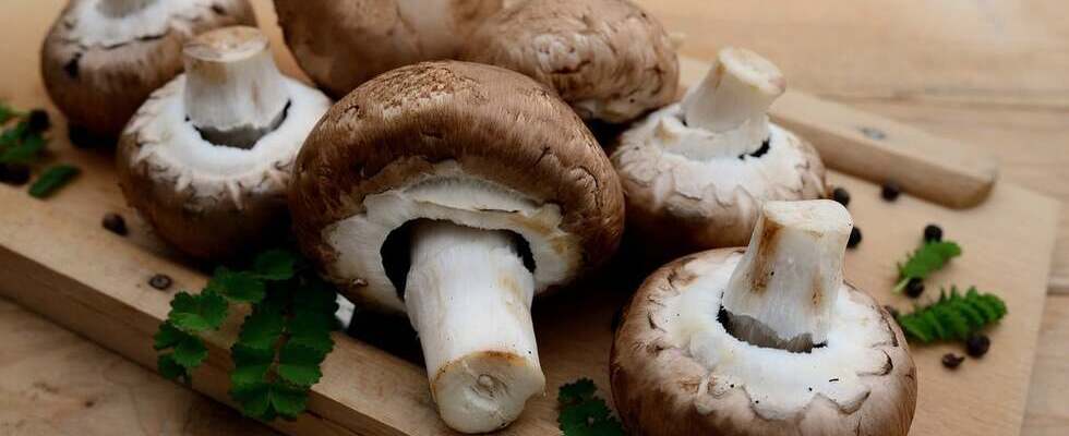 Funghi commestibili: sono tanti e tutti da scoprire