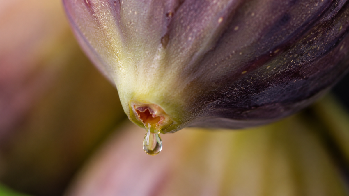 Fico Viola con Goccia